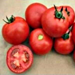 Валдай (4195) F1 - томат полудетерминантный, 500 семян, Nunhems (Нунемс) Голландия фото, цена